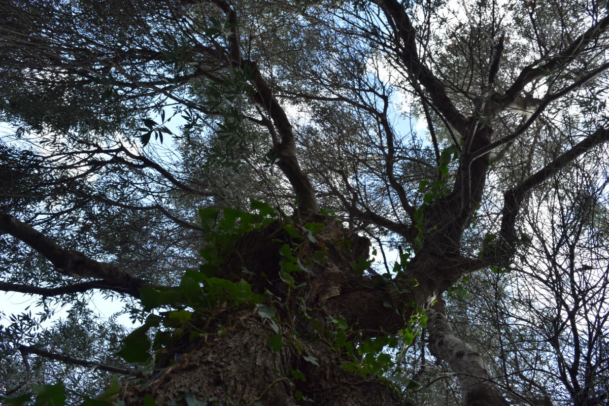 Some of our olive trees (2)